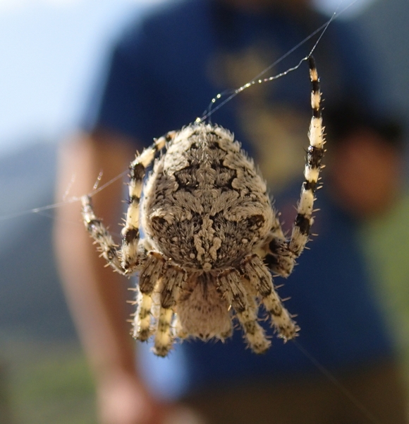 Araneus cf. circe - Valle Stura (CN)